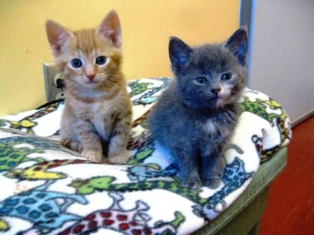 Two Kittens
