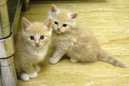Two kittens