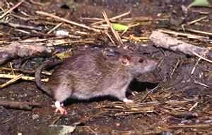 Norway Rat