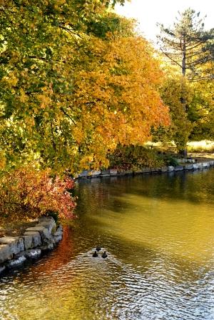Trees in fall in Bowring Park