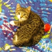 Kitten at Humane Services
