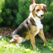 Puppy at Humane Services