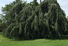 Weeping Beech tree in Bowring Park, St. John's, NL