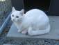 White cat sitting down looking up